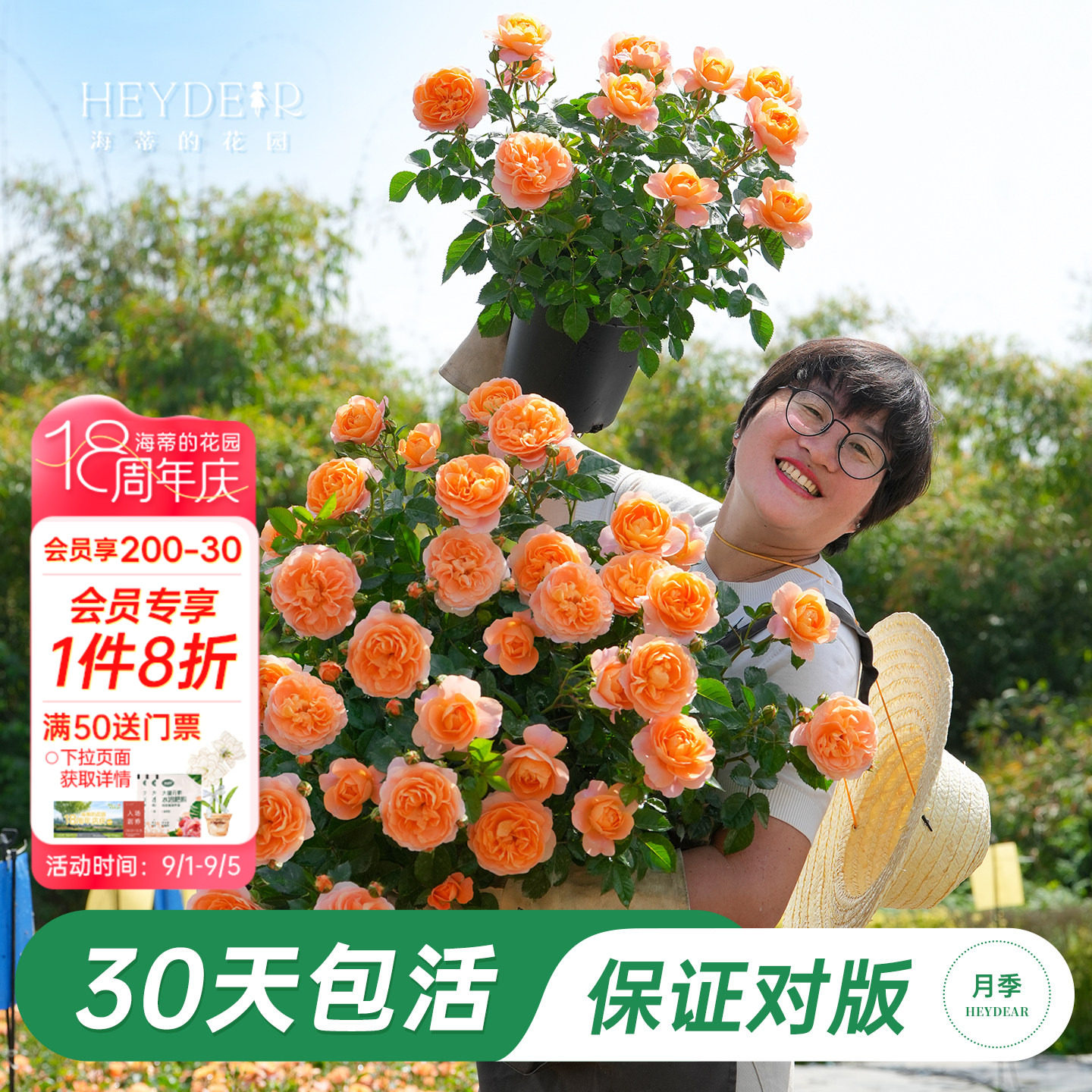 品牌优选月季基地露天养护图片