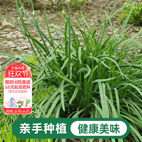 海蒂的花园 韭菜苗带土菜苗盆栽苗易养多年生家庭阳台庭院蔬菜苗