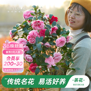 海蒂的花园茶花树苗带花苞盆栽山茶花庭院阳台多季开植物四季常绿