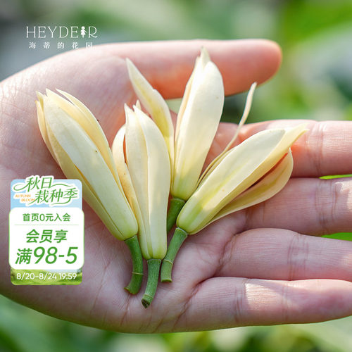 多季节开花黄角兰树苗四川发货
