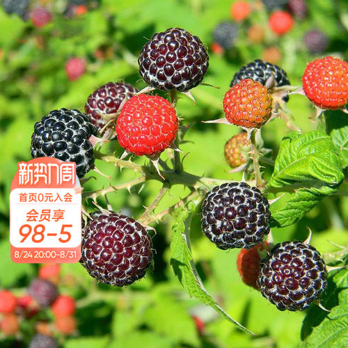 树莓果苗家庭种植可食用