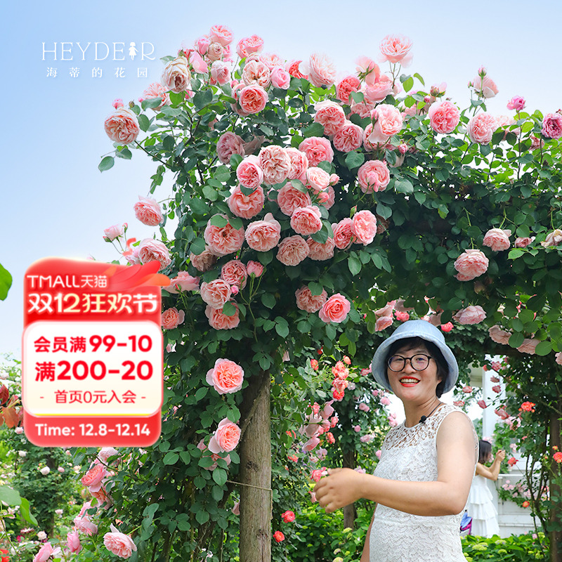 海蒂的花园月季盆栽苗爬藤花卉