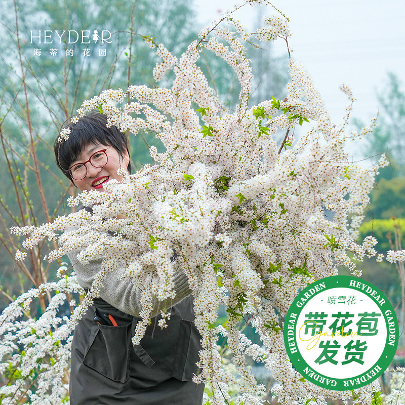 海妈家雪柳盆栽带花苞发货图片