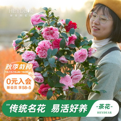 茶花盆栽带花苞30天不活包赔