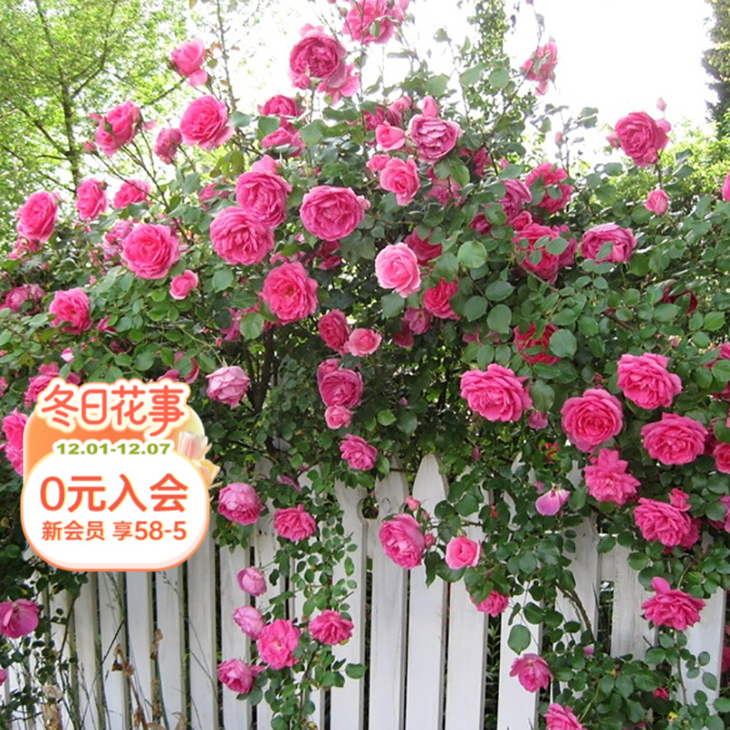 海蒂的花园藤本月季花墙拱门花卉