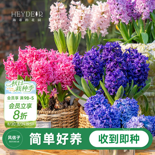 进口风信子60天开花