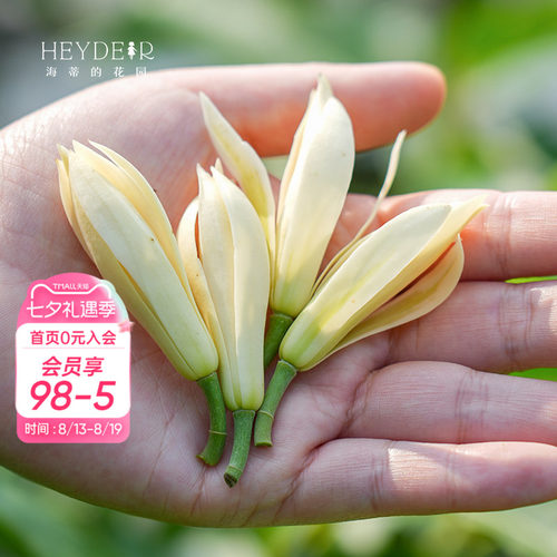 多季节开花黄角兰树苗四川发货