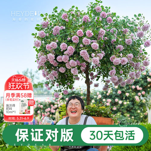 海妈家自产月季花苗易养护包对版