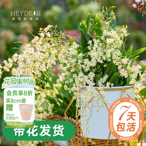 梦香文心兰室内开花香气四溢