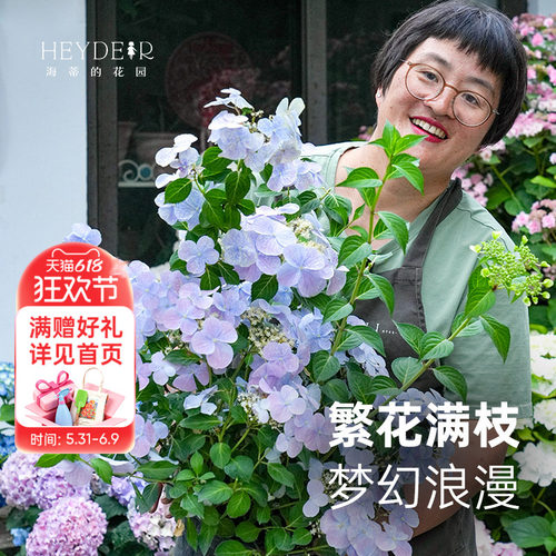 可垂吊绣球花花量大易开花