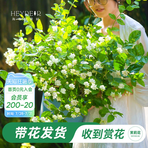 海蒂的花园重瓣茉莉花盆栽带花苗