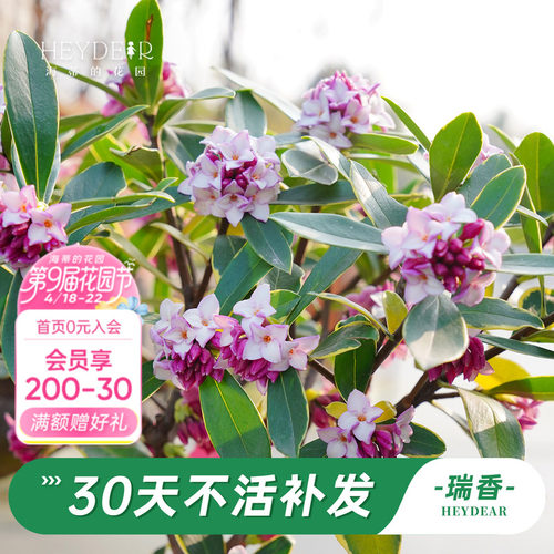 海蒂的花园金边瑞香阳台花卉