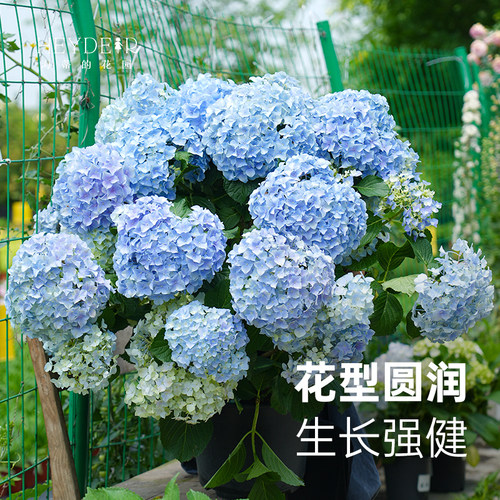 海妈家自产绣球花苗新手易养