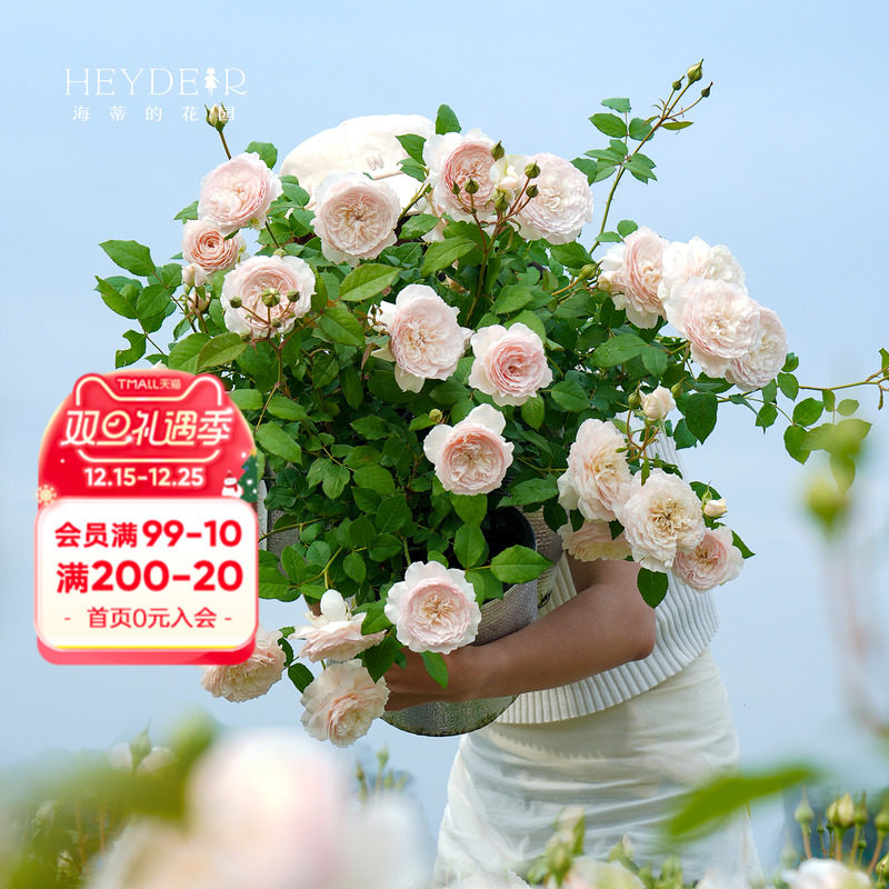 海蒂的花园美咲浓香粉色月季勤花好养阳台庭院木本花卉植物盆栽苗