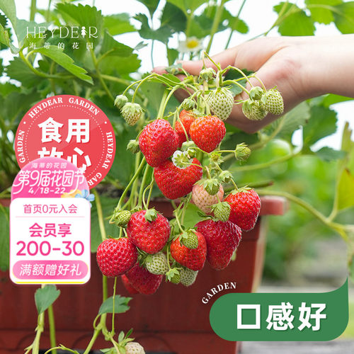 基地自产草莓苗安全可口