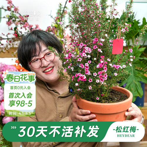 海蒂的花园松红梅冬季开花植物