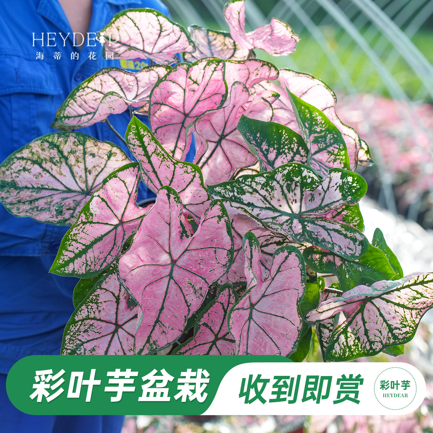 海蒂的花园彩叶芋盆栽苗图片