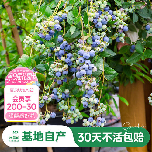 蓝莓苗当年可结果原盆原土发货