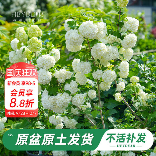 绿植盆栽回购榜TOP店铺木绣球