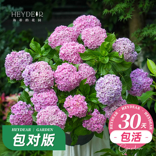 基地自产绣球花苗包对版