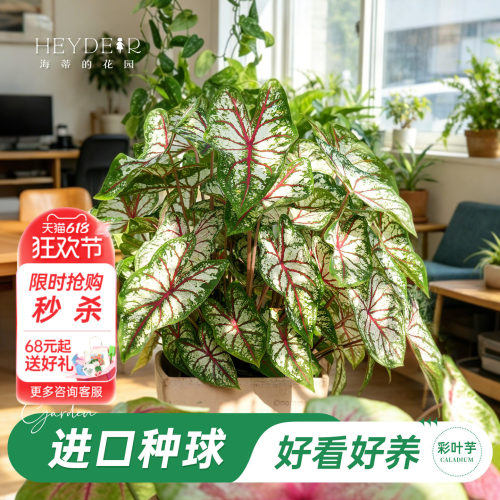 好种易发芽室内可栽种