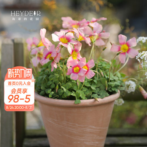 海蒂的花园酢浆草多年生阳台花卉