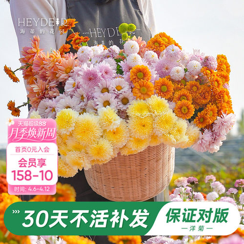 洋菊盆栽花苗易养易爆花