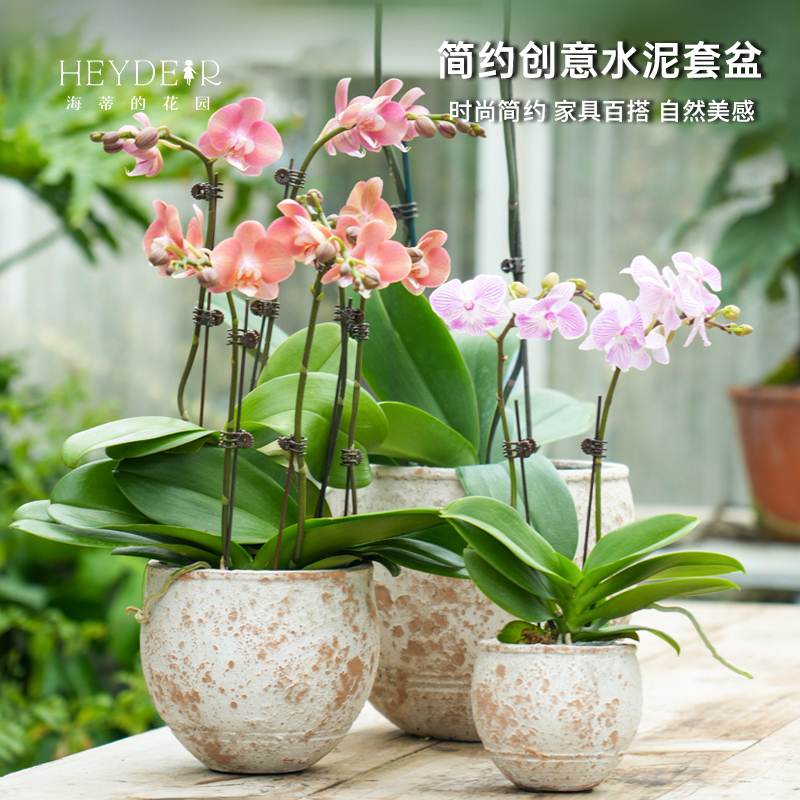 海蒂的花园旗舰店简约仿石水泥花盆桌面客厅阳台蕙兰蝴蝶兰套盆