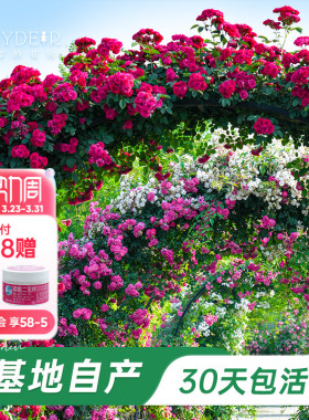 海蒂的花园旗舰店爬藤月季长藤苗花卉盆栽大苗蓝色阴雨藤本植物