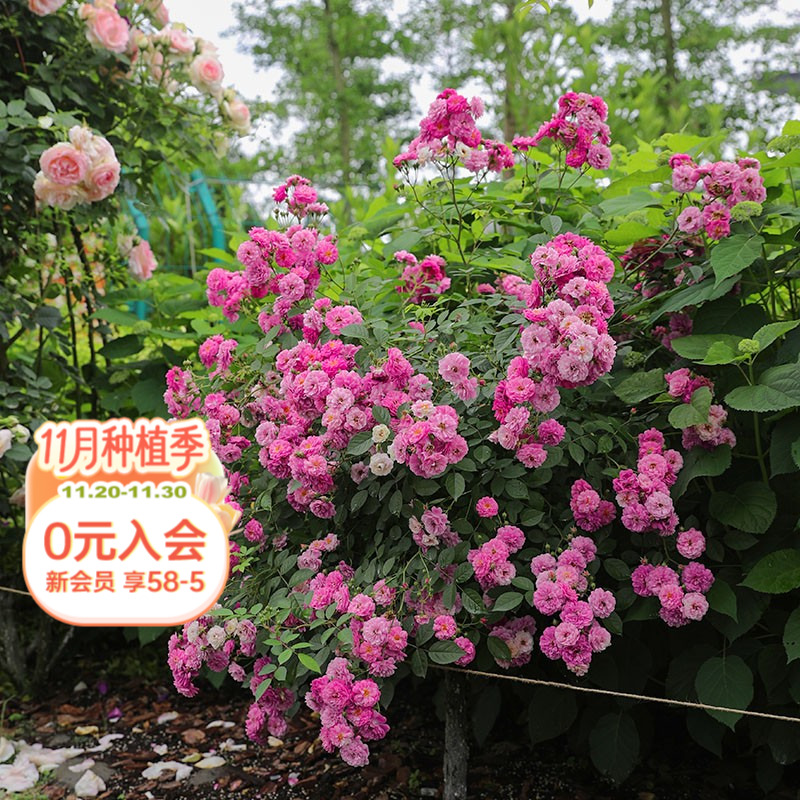 海蒂的花园微型月季浓香多头勤花