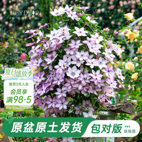 海蒂的花园铁线莲乌托邦爬藤植物