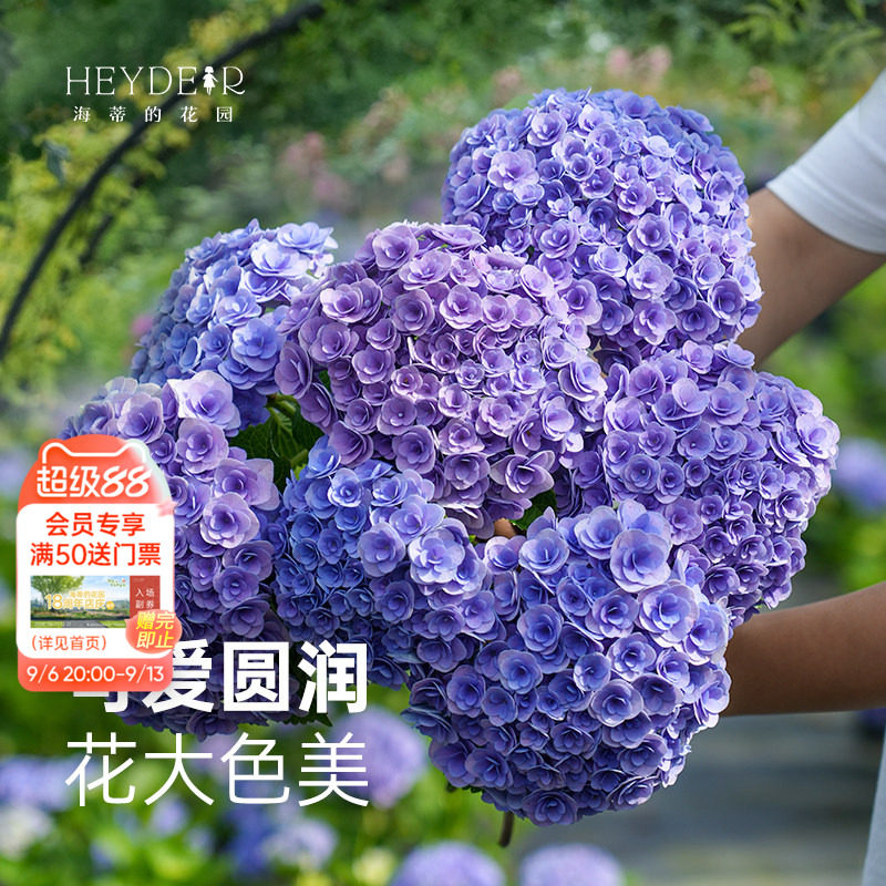 海蒂的花园妖精之吻春夏开花绣球图片