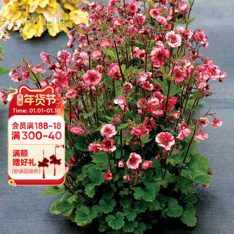 海蒂的花园旗舰店水杨梅多年生宿根草本植物阳台庭院花卉盆栽苗