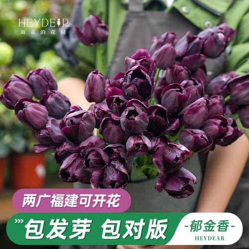郁金香5度球自然球花卉春季开花