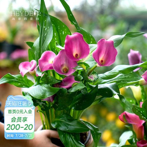 多年生庭院彩色马蹄莲海蒂的花园