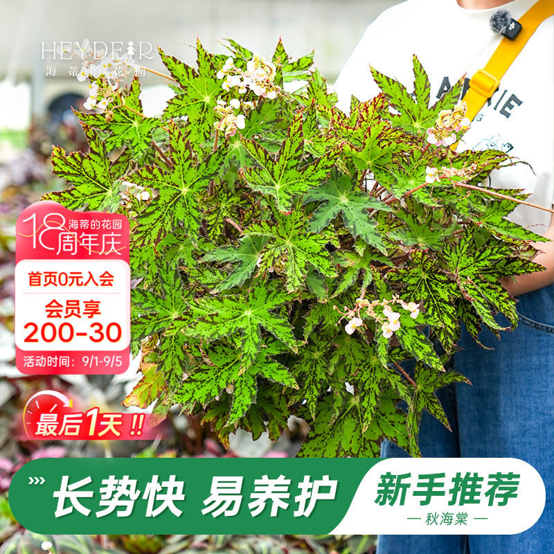 海蒂的花园旗舰店秋海棠绿植室内盆栽客厅办公室绿植观叶花卉植物