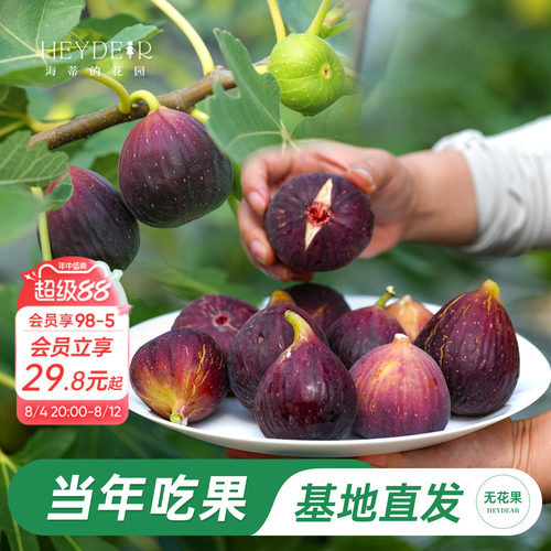 海妈家自产无花果盆栽苗