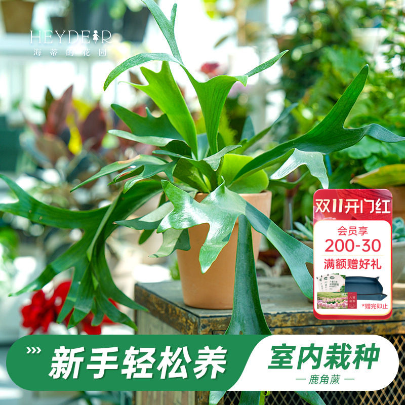 海蒂的花园旗舰店鹿角蕨绿植盆栽室内花卉植物客厅办公室桌面绿植