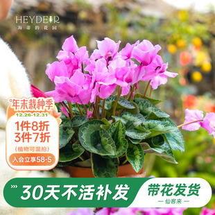 海蒂 开花客厅办公桌花卉植物室内花 花园旗舰店仙客来盆栽苗冬季