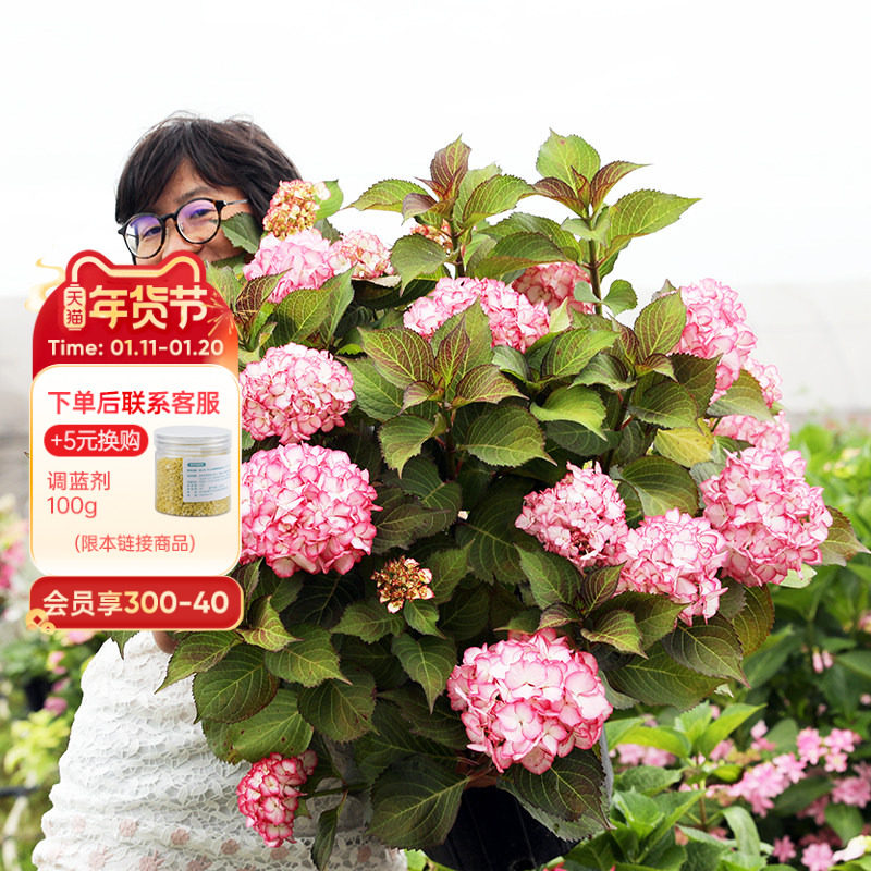 海蒂的花园粉色美女大花绣球花好养八仙花阳台庭院花卉植物盆栽苗,鲜花速递/花卉仿真/绿植园艺,绣球/木绣球/木本植物,淘宝优惠券,粉丝福利购,淘宝优惠卷