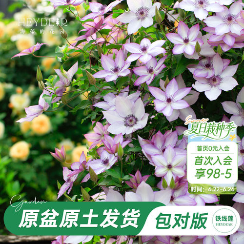 海蒂的花园旗舰店铁线莲苗花园阳台花卉铁线莲花柱盆栽苗庭院可种