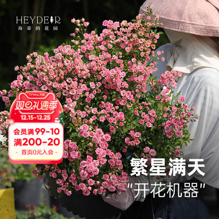 海蒂的花园旗舰店超微月季花卉盆栽灌木微型月季小苗阳台庭院植物