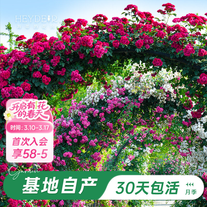 海蒂的花园旗舰店爬藤月季长藤苗花卉盆栽大苗蓝色阴雨藤本植物