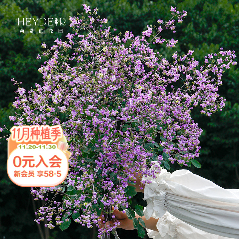 多年生盆栽苗唐松草海蒂的花园