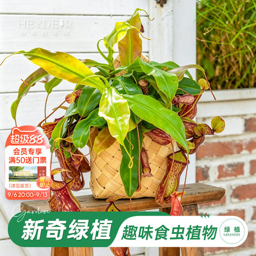 海蒂的花园 猪笼草食虫植物食虫草阳台窗台桌面盆栽绿植趣味植物
