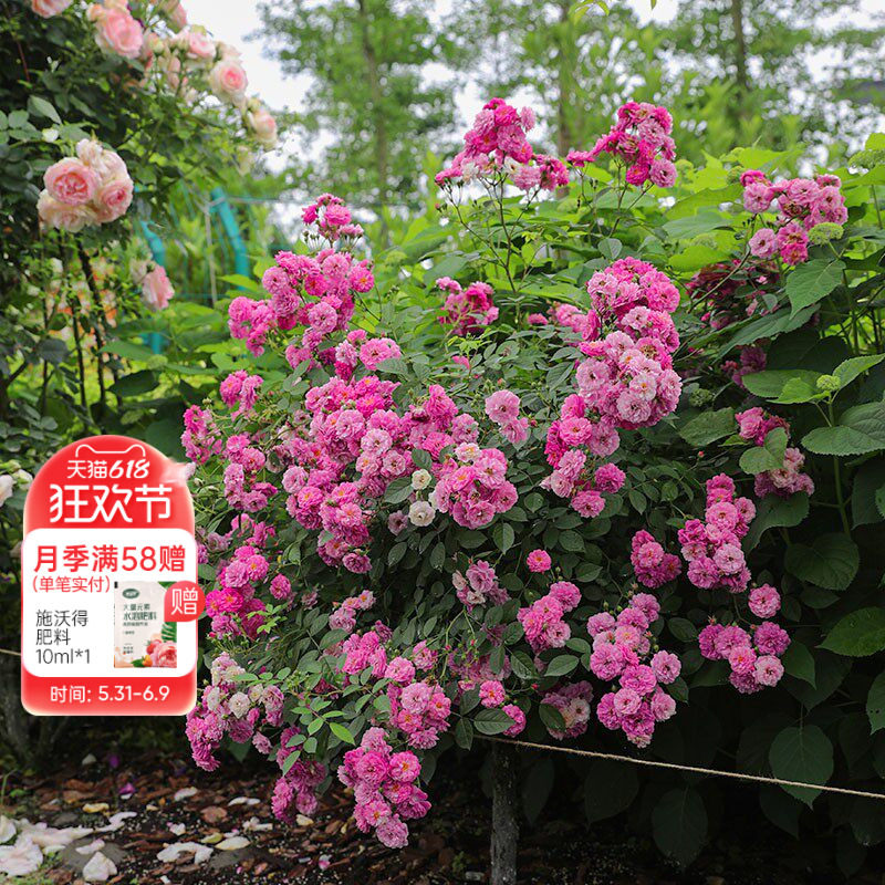 海蒂的花园 甜蜜马车微月浓香多头好养阳台庭院盆栽花卉植物花苗
