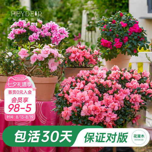 杜鹃茶花冬季开花花灌木