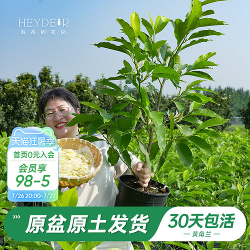 当年开花黄角兰树苗四季观叶好养