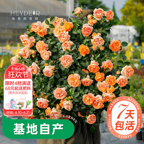 海蒂的花园月季多季开花带苞发货