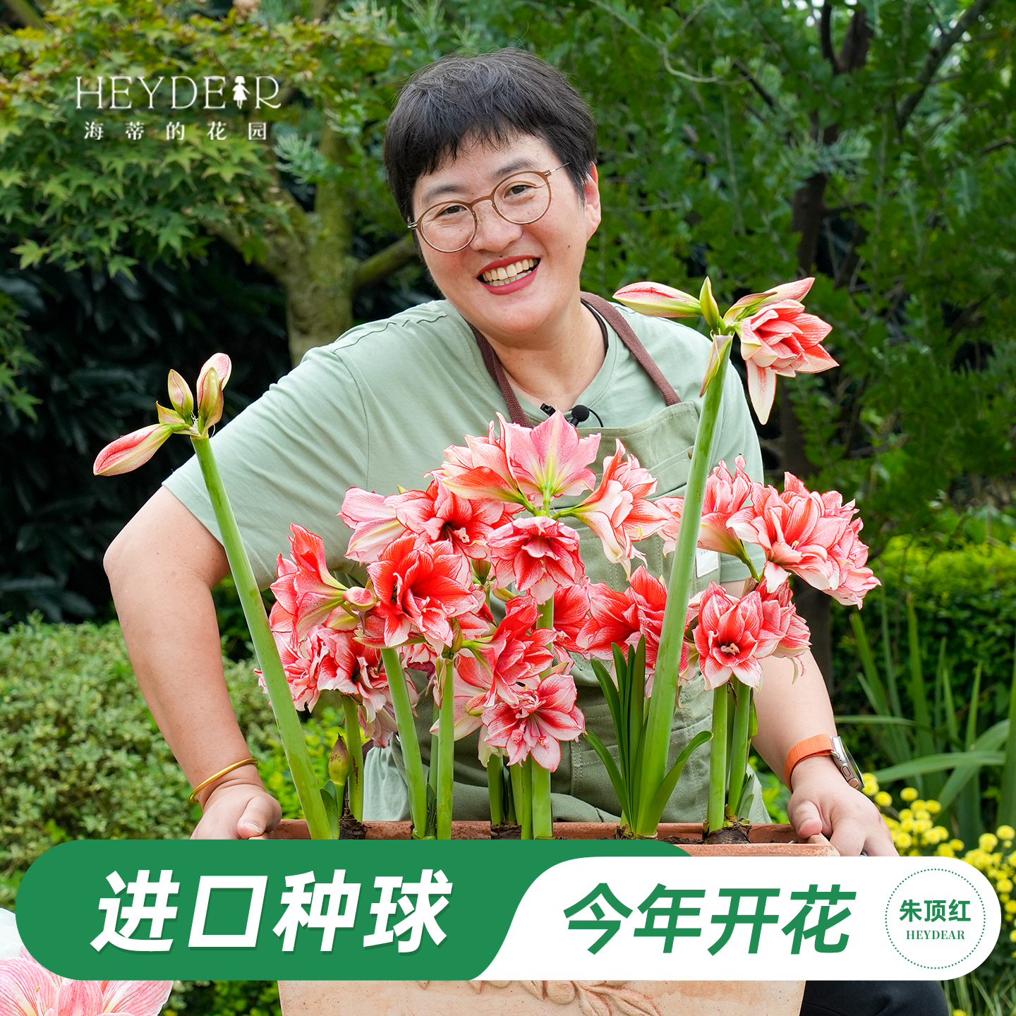 秋季朱顶红进口种球包对版